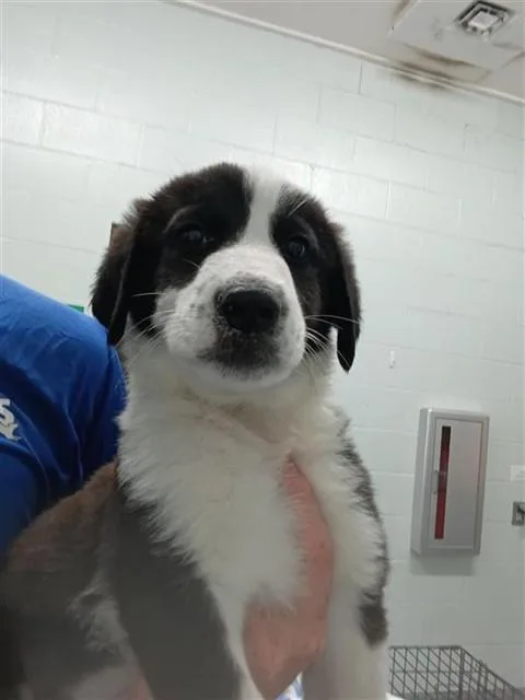 A baby small-sized female Labrador Retriever dog named Kansas for adoption in Corpus Christi, TX