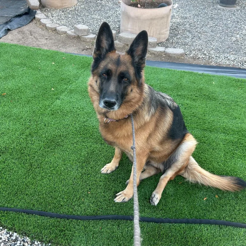 An adult large-sized female German Shepherd Dog dog named Marley for adoption in Stagecoach, NV