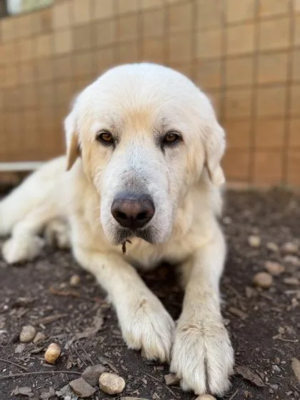 Marshmallow thumbnail 2