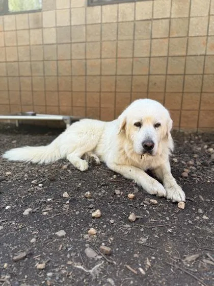 Marshmallow thumbnail 3