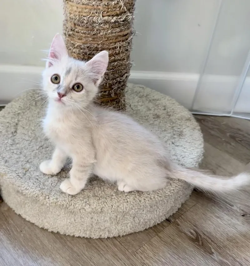 A baby small-sized male Domestic Short Hair cat named Buffy for adoption in Wellington, FL