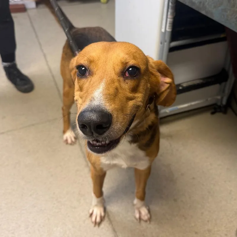 An adult medium-sized male Brown / Chocolate Mixed Breed dog named Gus for adoption in Fredericksburg, VA