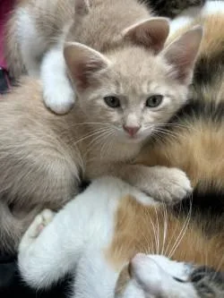 A baby medium-sized male Domestic Short Hair cat named Ledger for adoption in West Memphis, AR