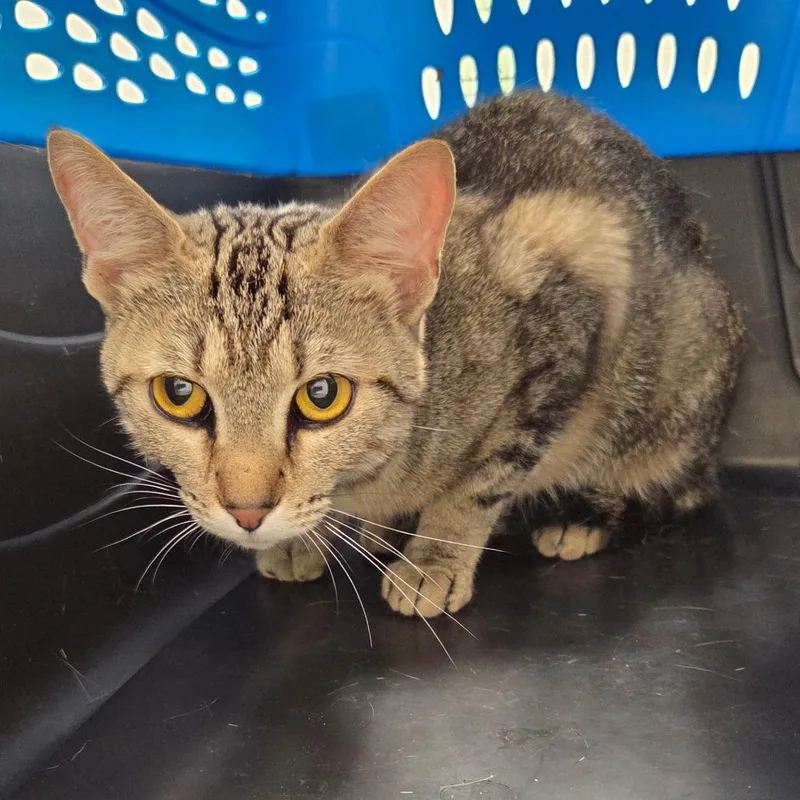 An adult medium-sized female Gray / Blue / Silver Domestic Short Hair cat named Cubby for adoption in Chattanooga, TN