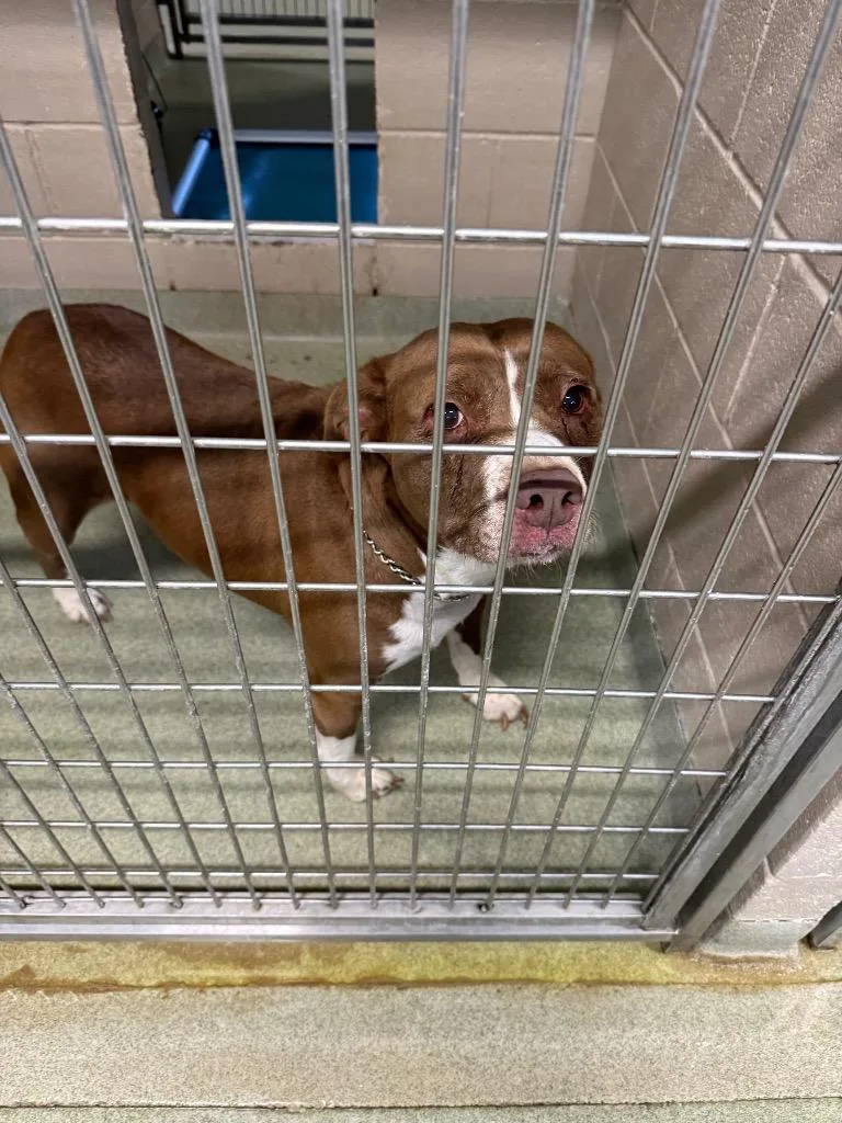 An adult large-sized female Pit Bull Terrier dog named Hazey for adoption in Gallatin, TN