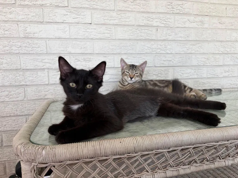 A young medium-sized male American Shorthair cat named Nellie & Scotty for adoption in Bolivia, NC