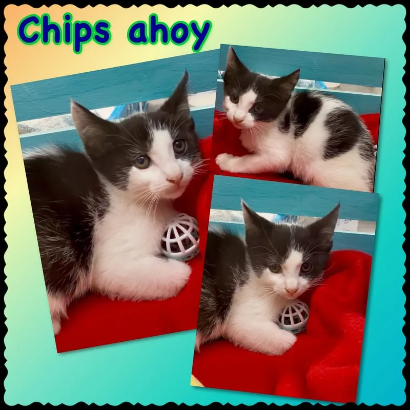 Chips Ahoy