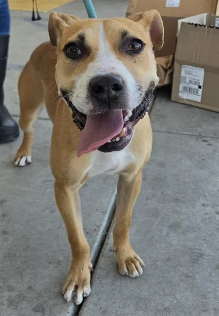 A young medium-sized female Beagle dog named Nova for adoption in Bakersfield, CA