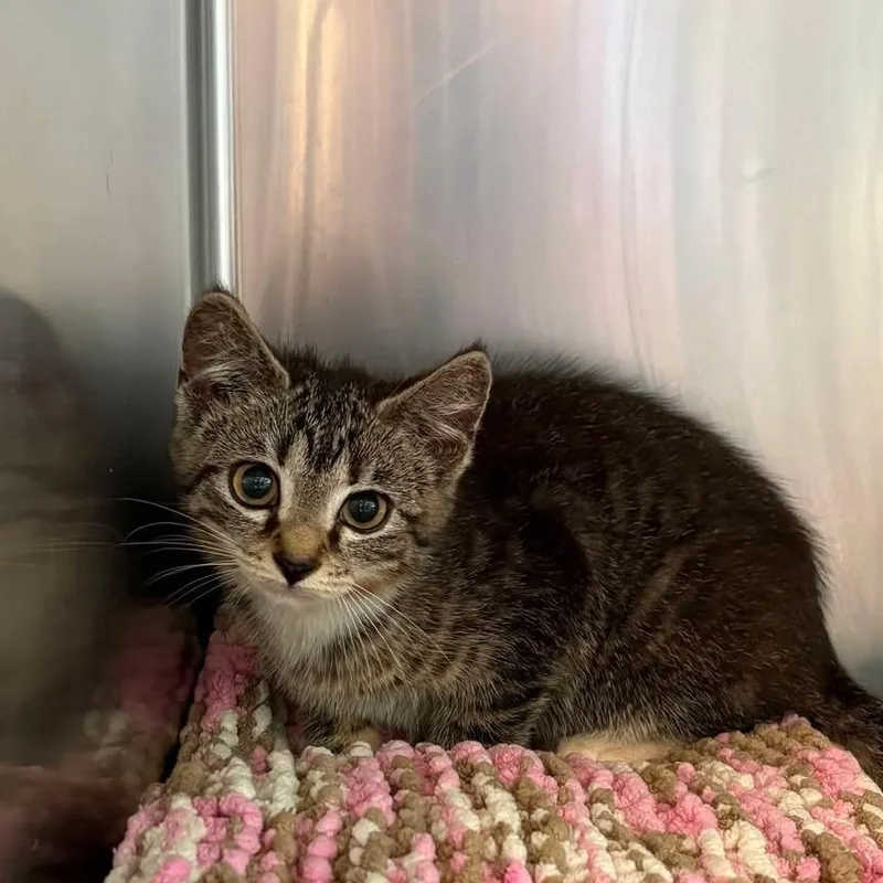 A baby small-sized female Gray / Blue / Silver Domestic Short Hair cat named Jarrica for adoption in Huntington, WV