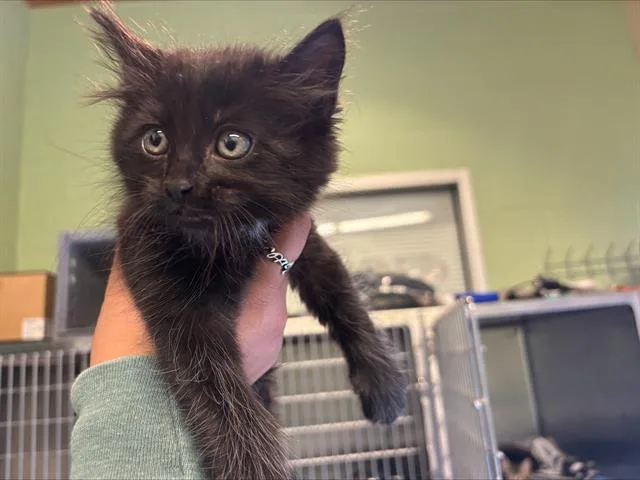 A baby small-sized male Domestic Short Hair cat named Onion for adoption in Grand Prairie, TX