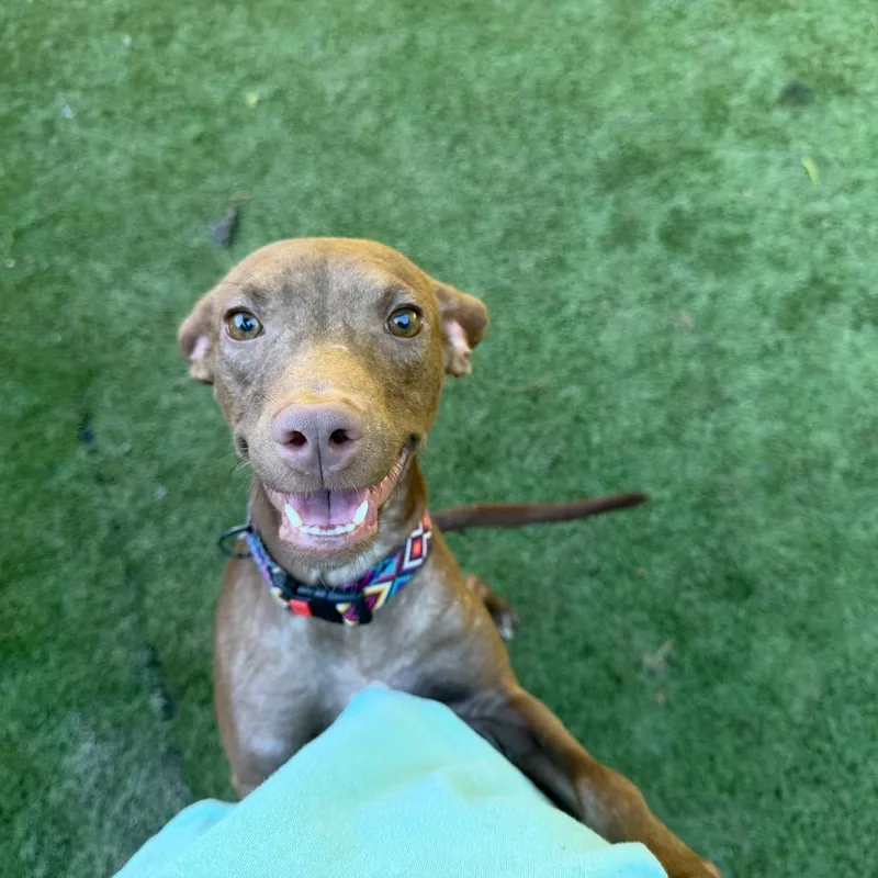 An adult medium-sized female Brown / Chocolate Mixed Breed dog named Polly for adoption in Hamilton, GA