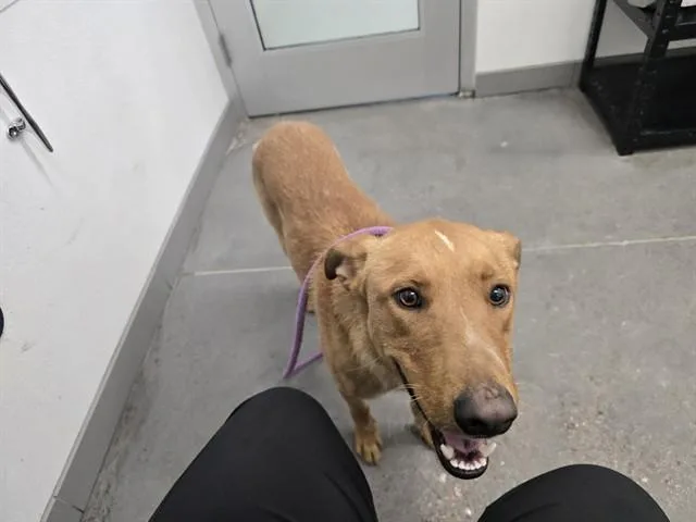 A young large-sized male German Shepherd Dog dog named Hamburger for adoption in Mesa, AZ