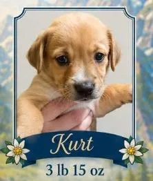 Kurt