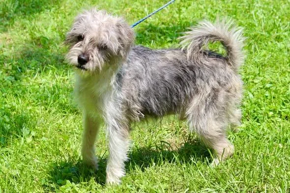 An adult small-sized male Gray / Blue / Silver Mixed Breed dog named Toto for adoption in Brazil, IN