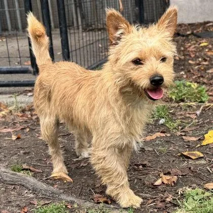 A young small-sized male Mixed Breed dog named Frasier for adoption in Oakland, CA