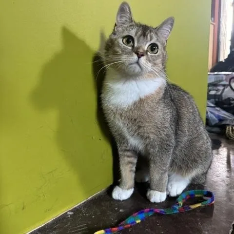 A young medium-sized male Domestic Short Hair cat named Jason Meowmoa for adoption in Louisville, KY