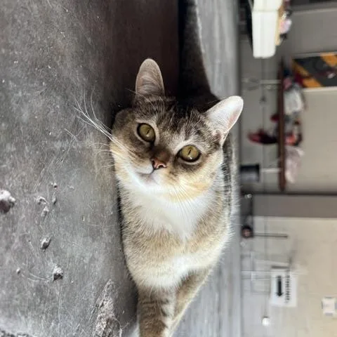 Jason Meowmoa thumbnail 3