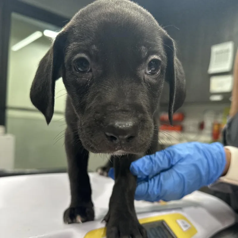 A baby medium-sized female Hound dog named Amelia for adoption in Tampa, FL