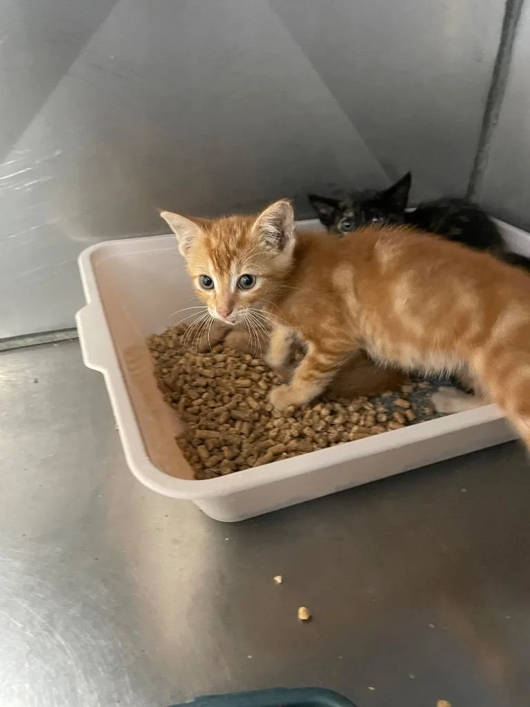 A baby small-sized male Domestic Short Hair cat named Dean for adoption in Bossier City, LA