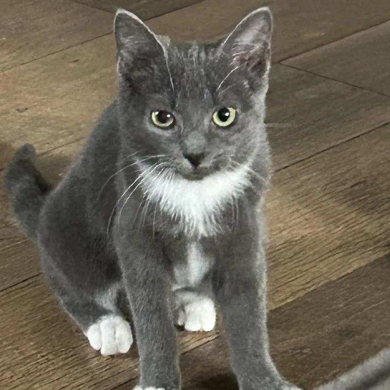 A baby medium-sized female Domestic Short Hair cat named Terry for adoption in Bellmawr, NJ