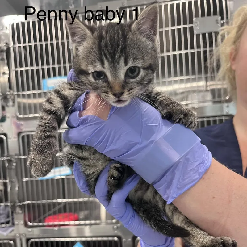 A baby small-sized female Brown / Chocolate Domestic Short Hair cat named Penny Baby for adoption in Scituate, MA