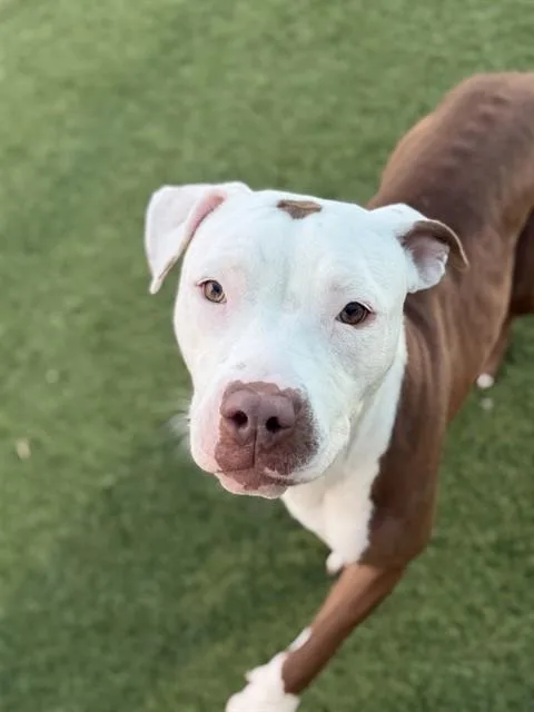 A young large-sized female Mixed Breed dog named Bell for adoption in Dallas, TX