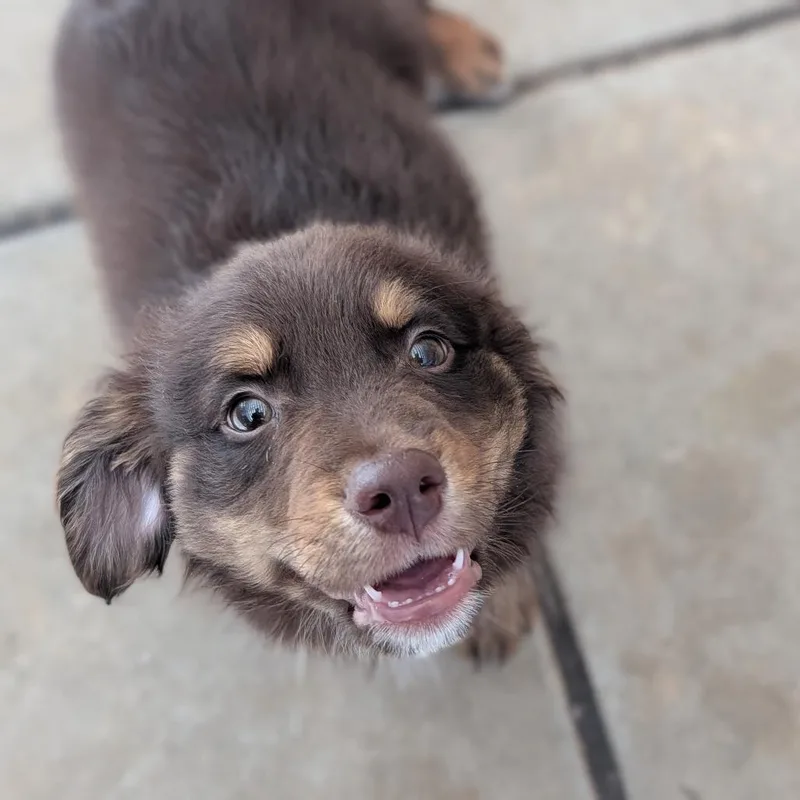 A young medium-sized male Bicolor Mixed Breed dog named Floof for adoption in Fenton, MI