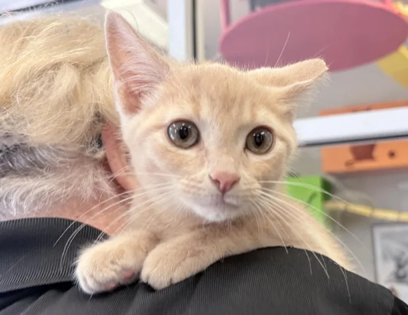 A young small-sized male Buff / Tan / Fawn Domestic Short Hair cat named Hutch for adoption in Columbus, IN