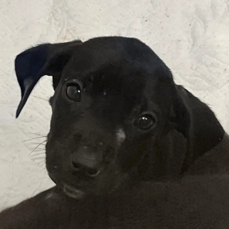 A baby small-sized female Black Labrador Retriever dog named Pearl for adoption in West Palm Beach, FL