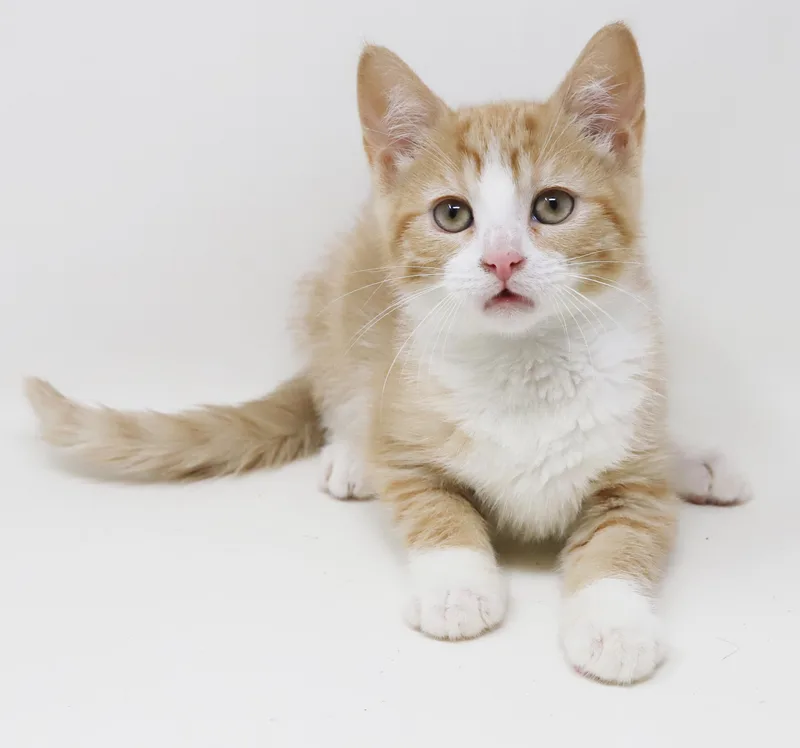 A baby small-sized female Orange / Red Tabby cat named Sundance will make your for adoption in Bedford Hills, NY