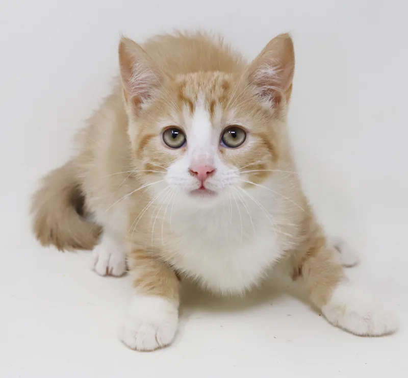 Sundance will make your thumbnail 4