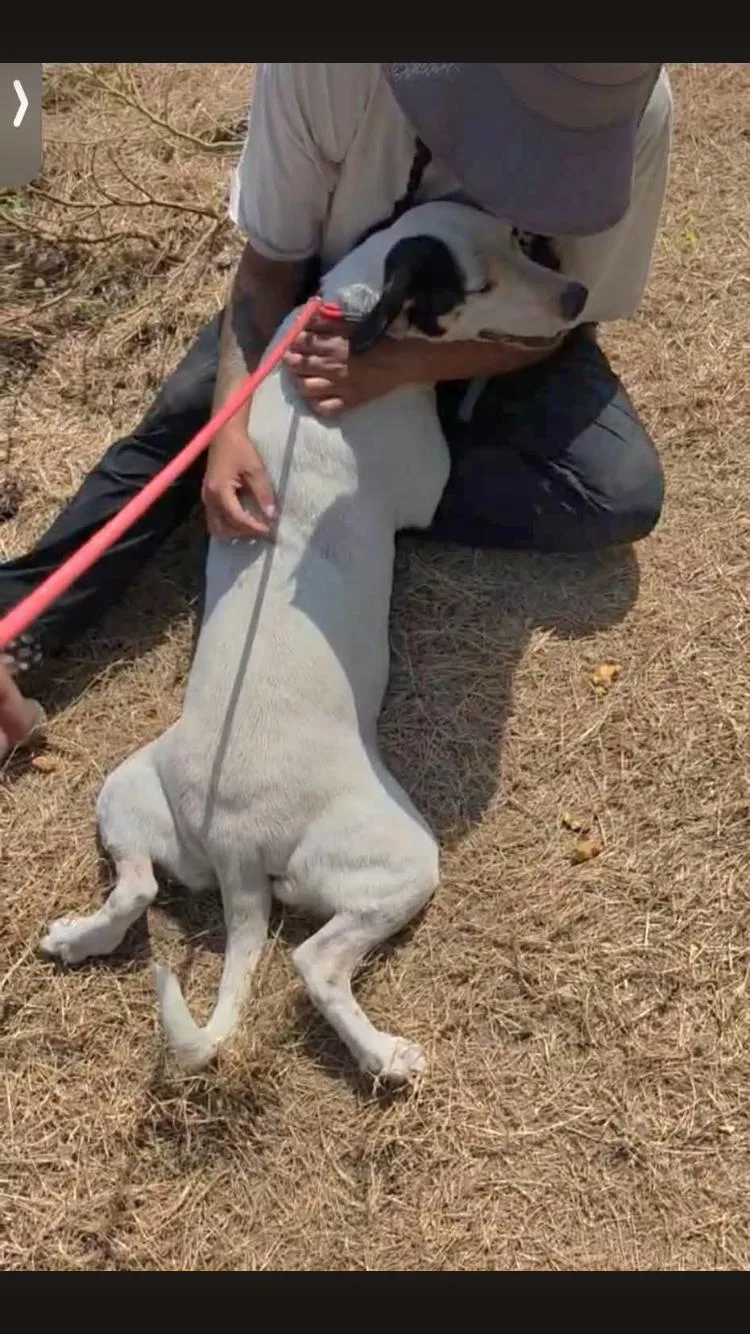 A young medium-sized female Hound dog named Dos for adoption in Paradise, TX