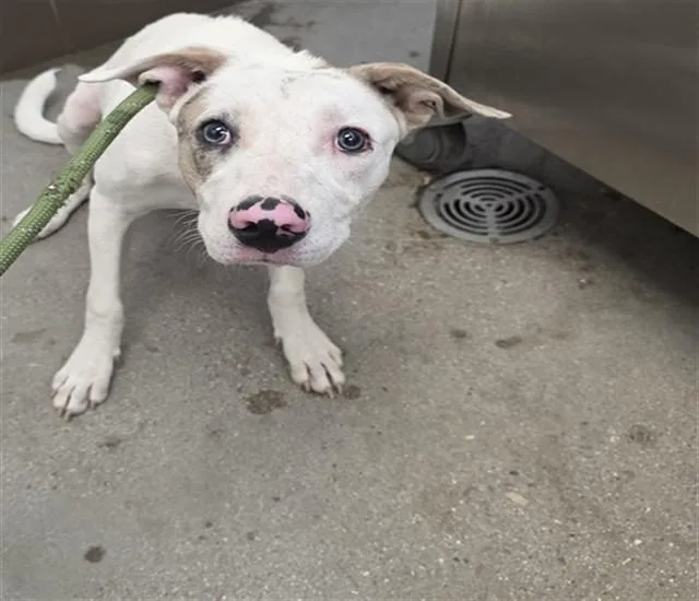 A young medium-sized male Carolina Dog dog named Journey for adoption in Tucson, AZ