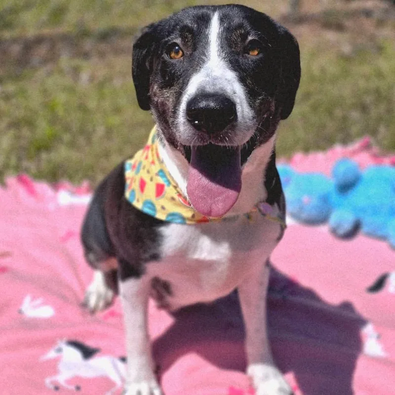 A young medium-sized female Black Mixed Breed dog named Abby for adoption in Gadsden, AL