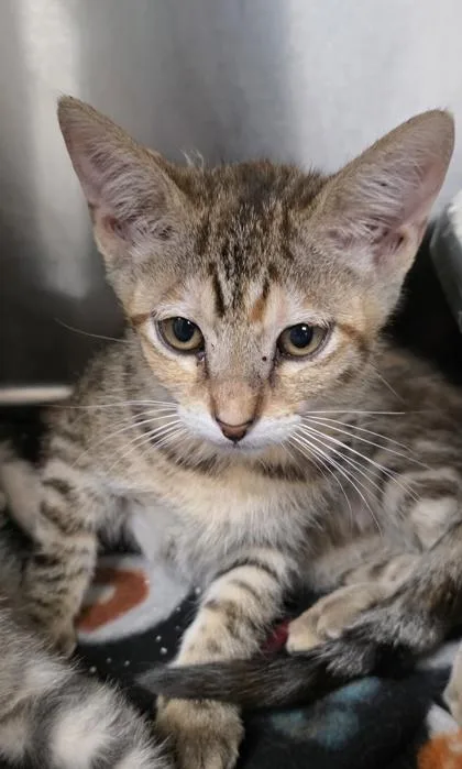A young small-sized female Domestic Short Hair cat named Zoey for adoption in Phoenix, AZ