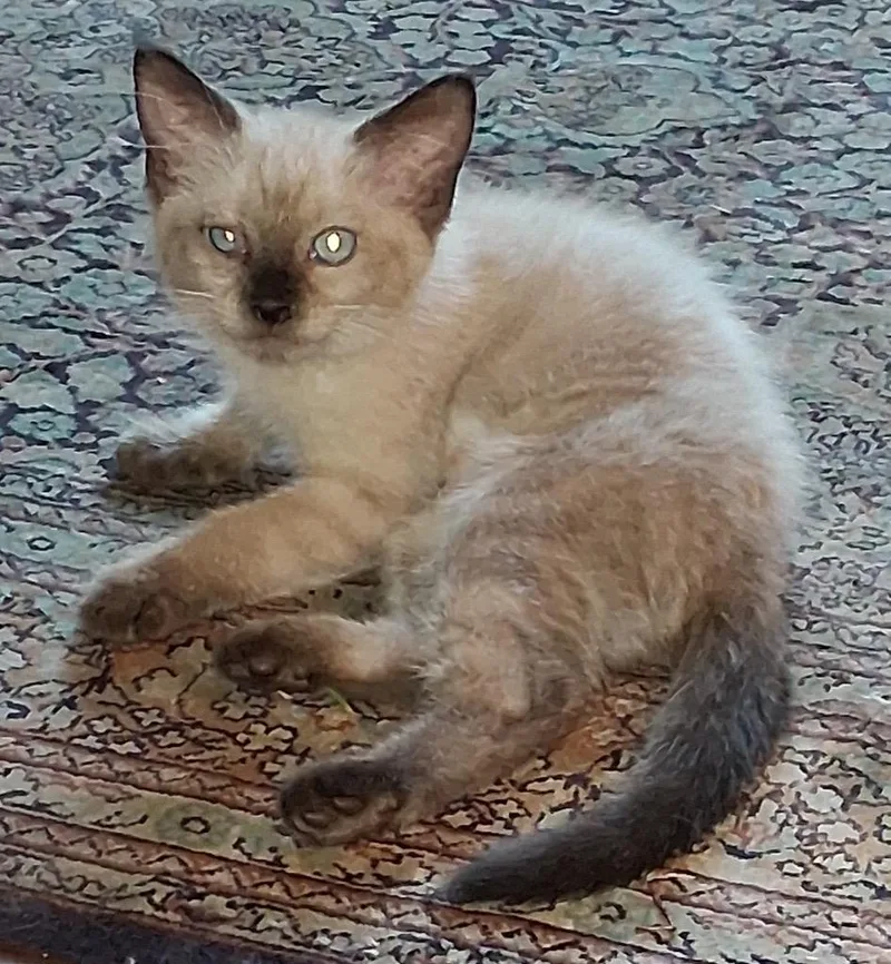 A baby small-sized female Siamese cat named Liberty for adoption in San Antonio, TX