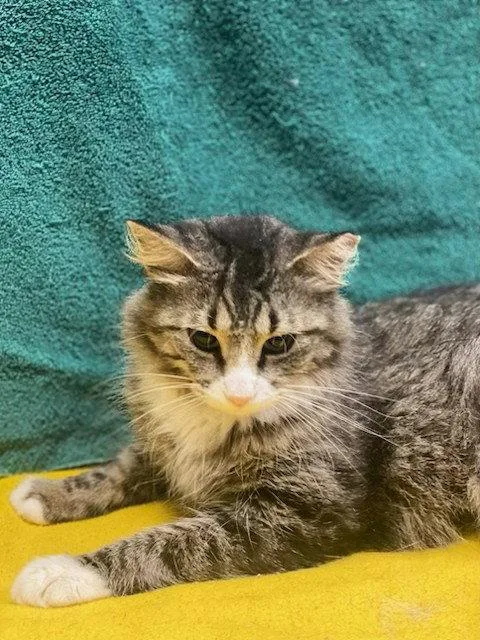 A young medium-sized female Gray / Blue / Silver Domestic Medium Hair cat named Ivey for adoption in Fayetteville, GA