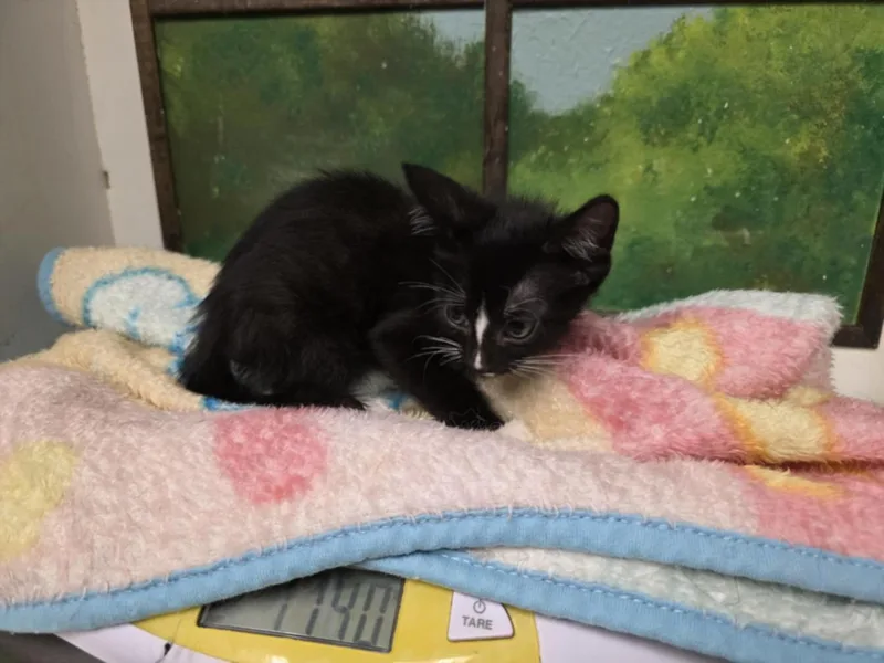 A baby small-sized male Domestic Short Hair cat named Charmander for adoption in Houston, TX