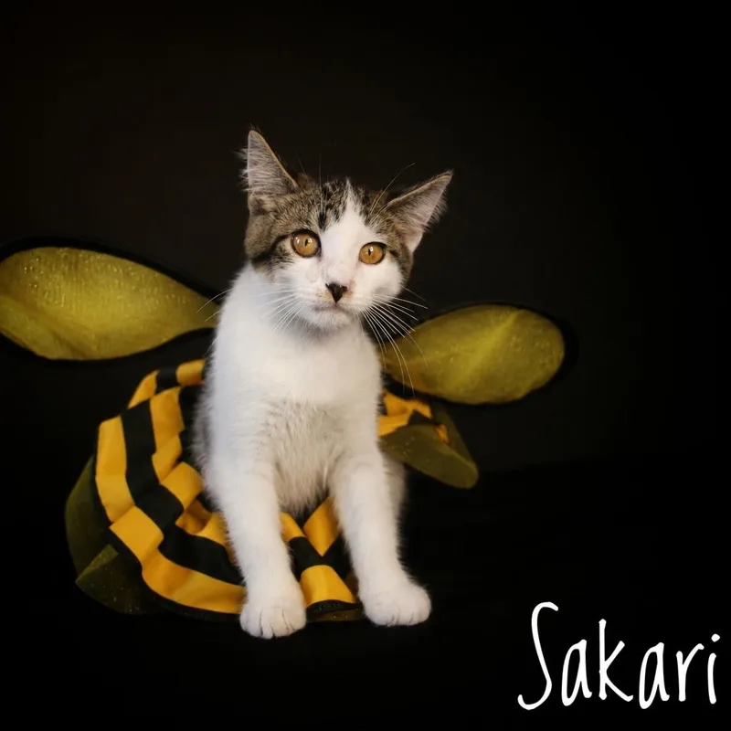 A baby medium-sized female Domestic Medium Hair cat named Sakari for adoption in Menasha, WI