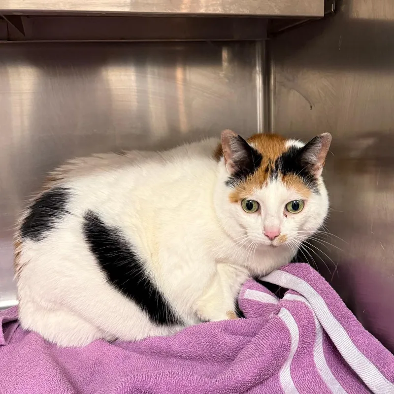 A senior small-sized female Calico Domestic Short Hair cat named Shopkins C for adoption in Elbow Lake, MN