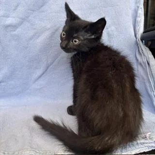 A baby small-sized male Domestic Short Hair cat named Sunny for adoption in Janesville, WI