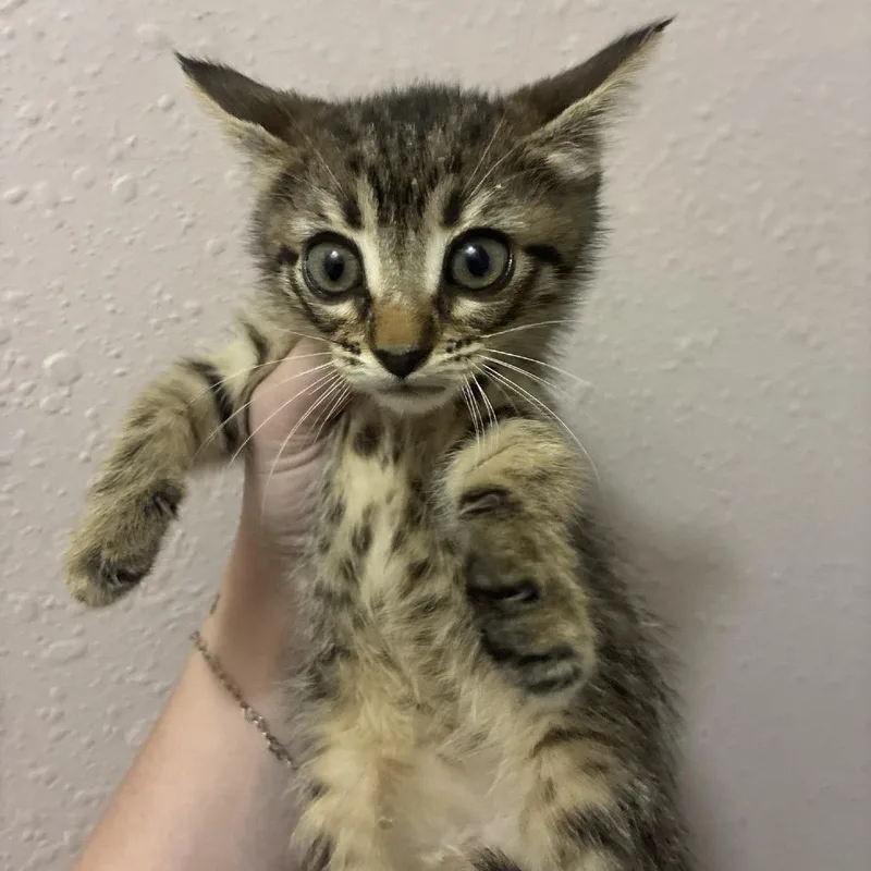 A baby small-sized female Gray / Blue / Silver Domestic Short Hair cat named Marie for adoption in Baytown, TX