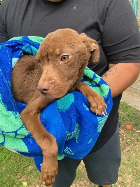 A baby large-sized female Mixed Breed dog named Cinnamon for adoption in Dallas, TX