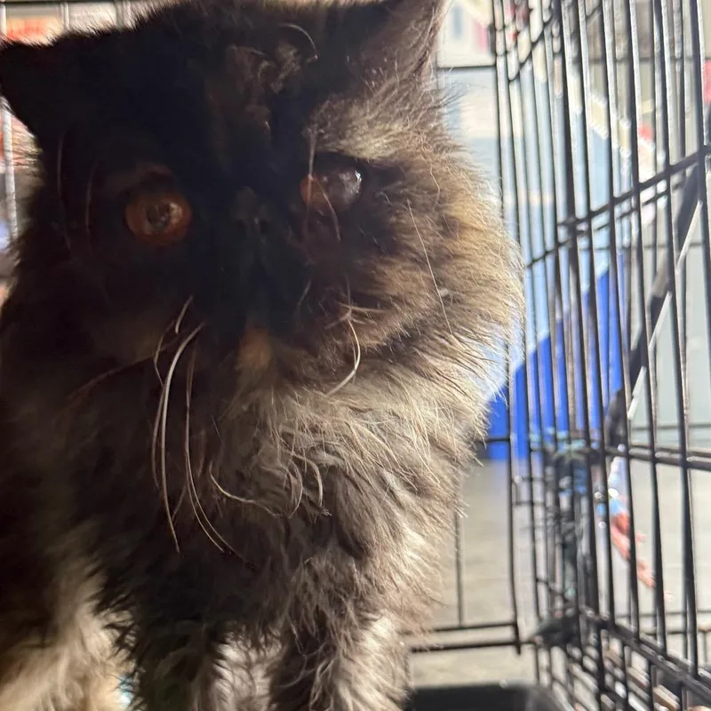 An adult small-sized female Tortoiseshell Persian cat named Paloma for adoption in Pasadena , MD