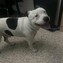 An adult large-sized male White / Cream Pit Bull Terrier dog named Jackson for adoption in Bullhead City, AZ