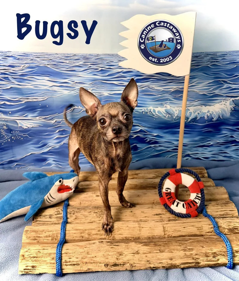 A young small-sized male Brindle Chihuahua dog named Bugsy for adoption in Arcadia, FL