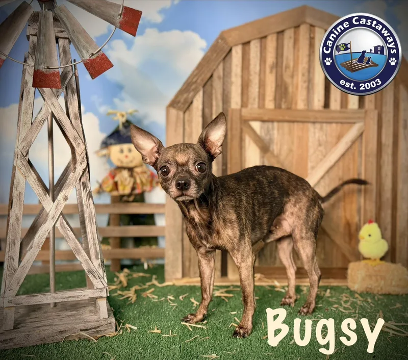 Bugsy thumbnail 3