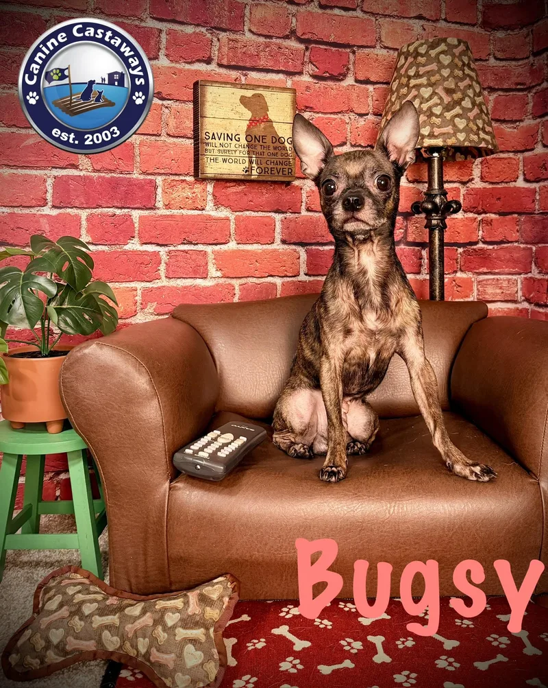 Bugsy thumbnail 5