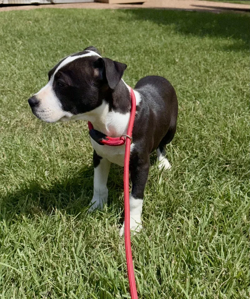 A baby medium-sized male Black Boxer dog named Sparky for adoption in Cordova, TN