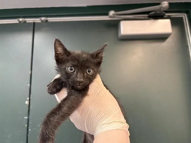 A baby small-sized male Domestic Short Hair cat named Snail for adoption in Thousand Palms, CA